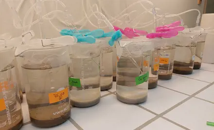 Einsatz von Biotests zur Bewertung der Sedimentqualität