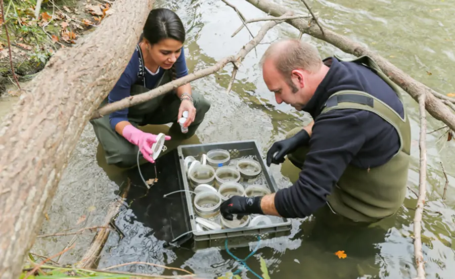 Ökotoxikologische Bewertung von Sedimenten in der Venoge