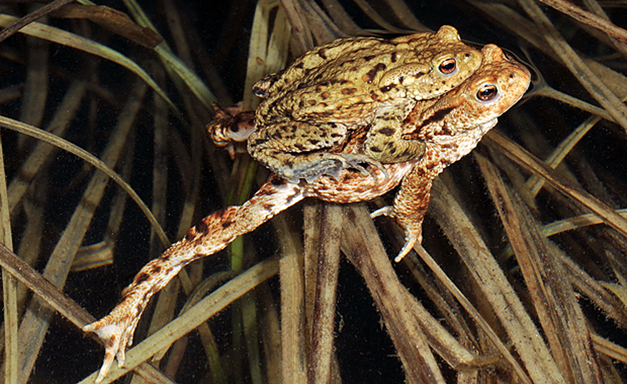 Amphibien und Pflanzenschutzmittel – mehr Informationen sind gefragt