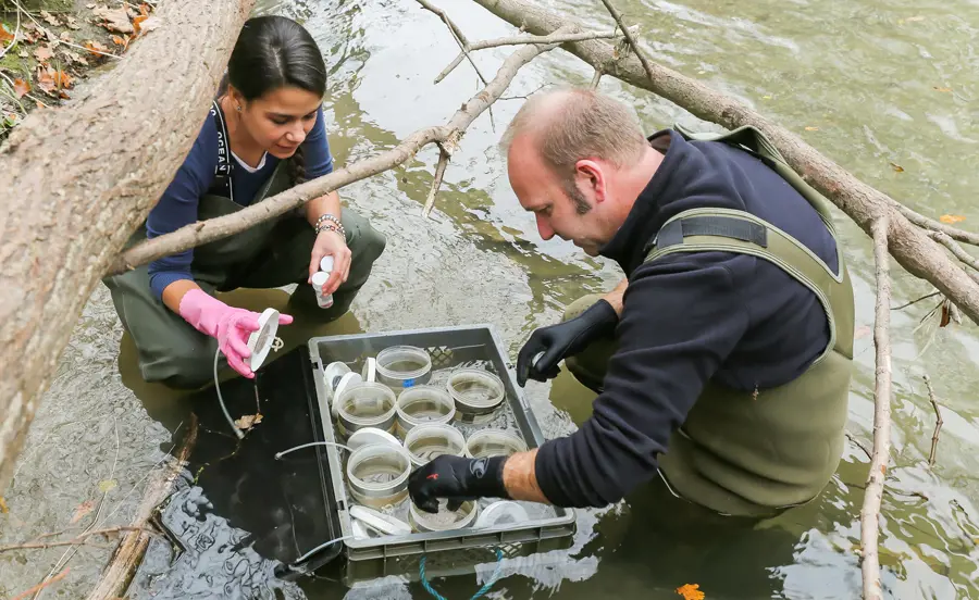 Sedimentqualität in der Venoge