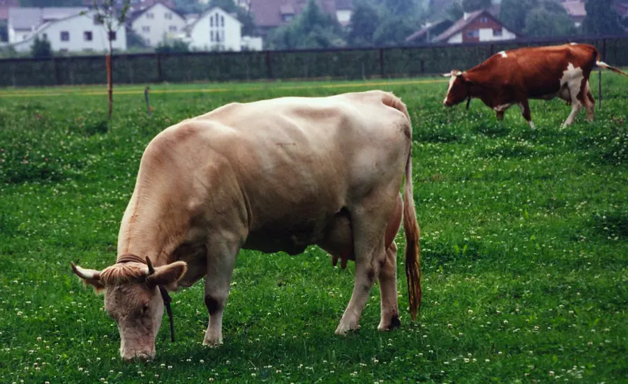 Östrogene aus der Landwirtschaft