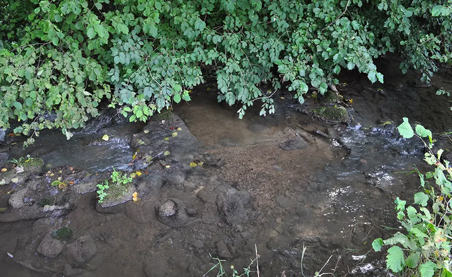 Verschiedene Ansätze zur Bewertung der Wasserqualität mit Biotests