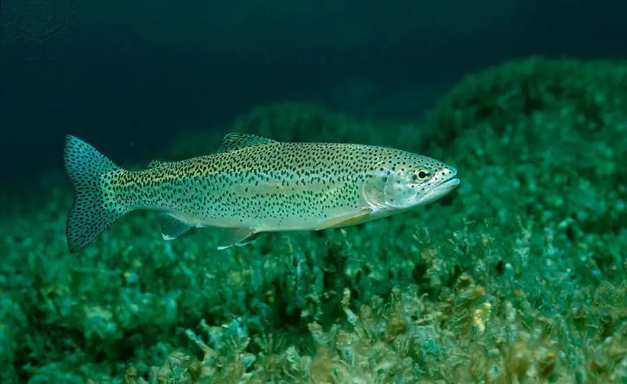 Risiken und Wirkungen von Pflanzenschutzmitteln auf Fische 