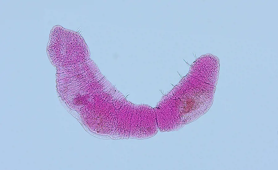 Oligochaeten zeigen Einfluss des ARA-Auslaufs auf Flusssedimente