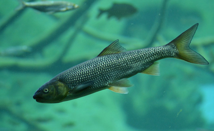 Biomarker in Fischen zur Erfassung der Effekte von Pflanzenschutzmittel-Mischungen