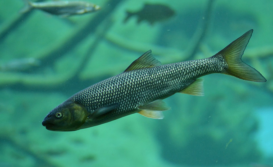 Biomarker in Fischen zur Erfassung der Effekte von Pflanzenschutzmittel-Mischungen