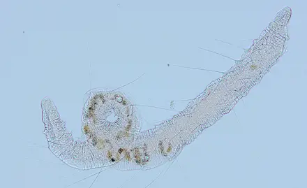 Hochdurchsatz-DNA-Barcoding von Oligochaeten zur Beurteilung der biologischen Sedimentqualität