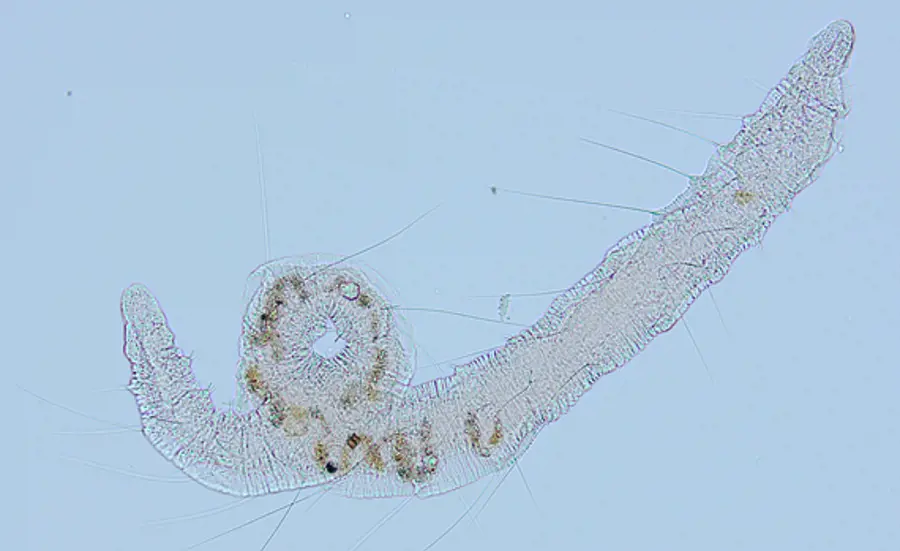 Hochdurchsatz-DNA-Barcoding von Oligochaeten zur Beurteilung der biologischen Sedimentqualität: Validierung der Methode im Grossmassstab in der Schweiz