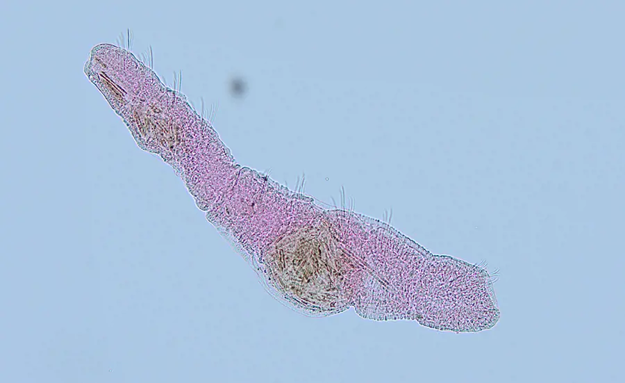 Genetische Strichcodes zur Sedimentbewertung