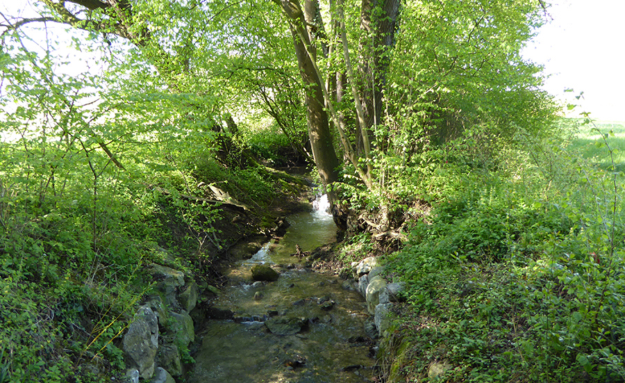 Weniger Pflanzenschutzmittel für Thurgauer Gewässer