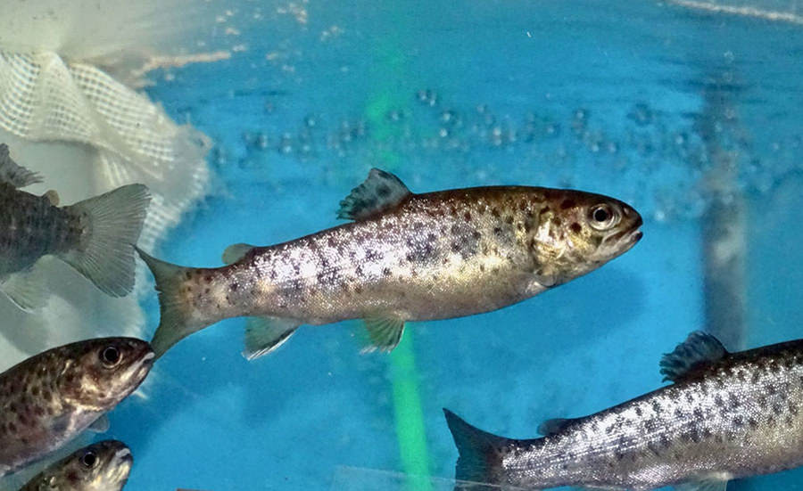 Schädigen Pflanzenschutzmittel unsere Fische?
