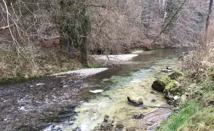 Bewertung des Effekts von geklärtem Abwasser auf Gewässer mit Hilfe von Oligochaeten-Gemeinschaften