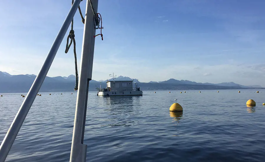 Zuckmücken messen Schwebstoffqualität im Genfersee