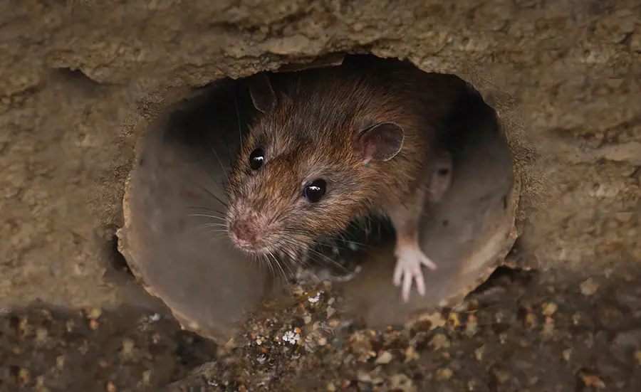 Nagergifte in Schweizer Wildtieren