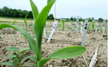 Bait Lamina Test (Köderstreifentest)