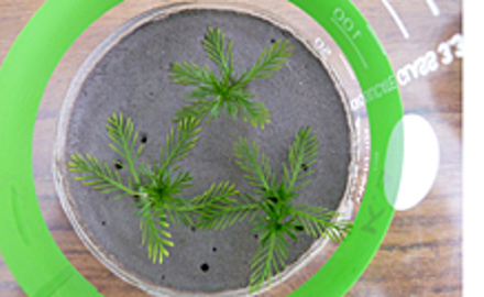Sediment-Kontakttest mit Myriophyllum aquaticum