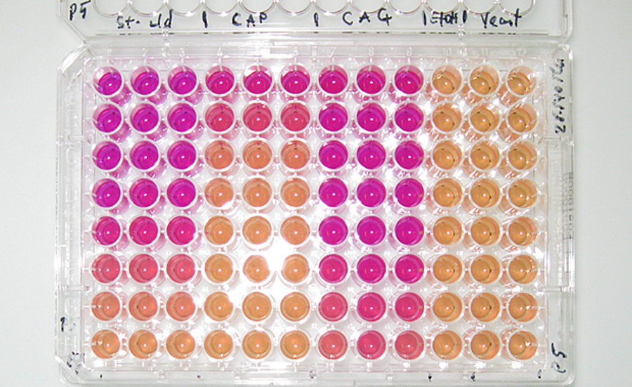 Biotests zum Nachweis östrogen aktiver Stoffe in Oberflächengewässern - Vergleich von fünf in vitro Tests