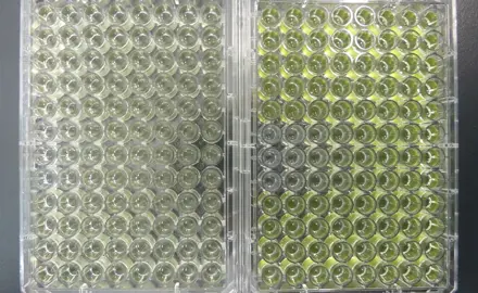 Standardisierung des kombinierten Algentests