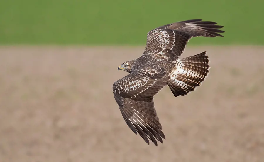 Schweizer Greifvögel grossflächig mit Nagergiften belastet