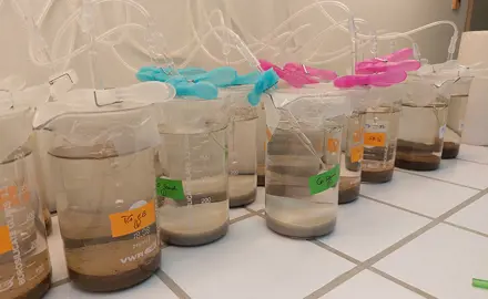 Einsatz von Biotests zur Bewertung der Sedimentqualität