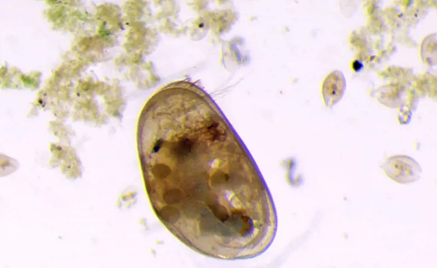 Sediment-Kontakttest mit Muschelkrebsen