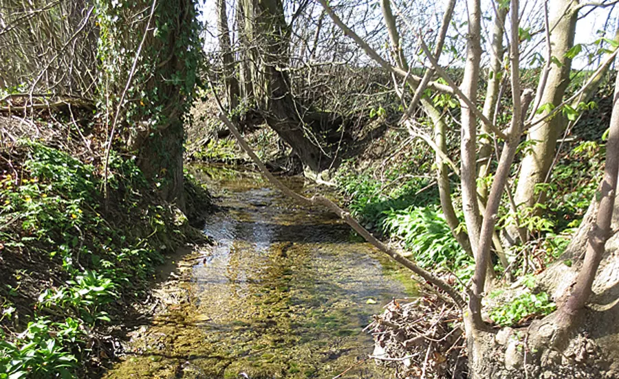 Biomonitoring mit Gammarus pulex im Eschelisbach (NAWA SPEZ 2015)