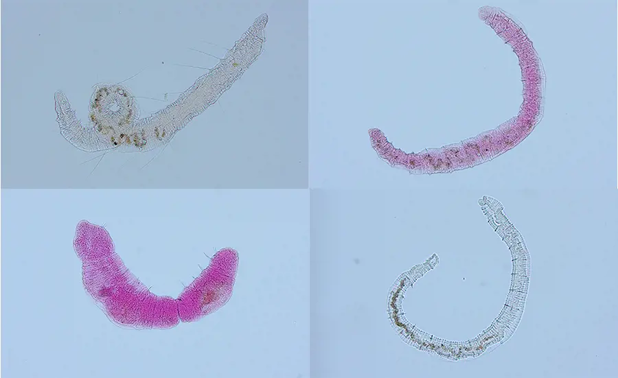 Genetischer Sedimentwurm-Index nimmt weitere Hürde