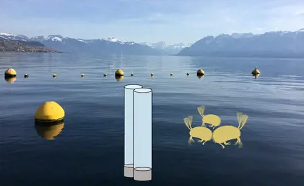 Toxische Wirkungen von Schwebstoffen aus dem Genfersee auf Ostracoden