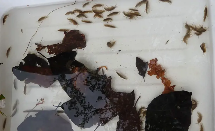Standardisierung für Sedimenttest mit Bachflohkrebsen