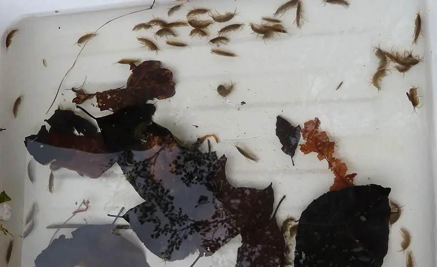 Standardisierung für Sedimenttest mit Bachflohkrebsen