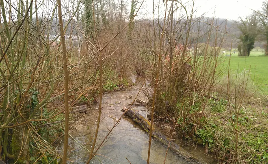 Biotests und Biomarker zur Beurteilung der Wasser- und Sedimentqualität