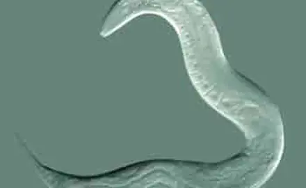 Sediment-Kontakttest mit Nematoden