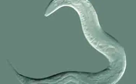 Sediment-Kontakttest mit Caenorhabditis elegans