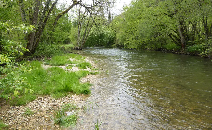 Oekotoxzentrum geht dem Fischrückgang in der Schüss auf den Grund