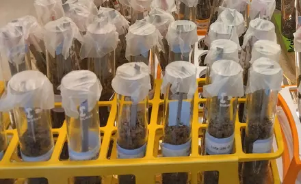 Etablierung des Bait Lamina-Tests im Labor zur ökotoxikologischen Risikobewertung